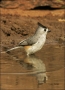 Black-crested-Titmouse;Titmouse;Southwest-USA;Baeolophus-atricristatus;Reflectio